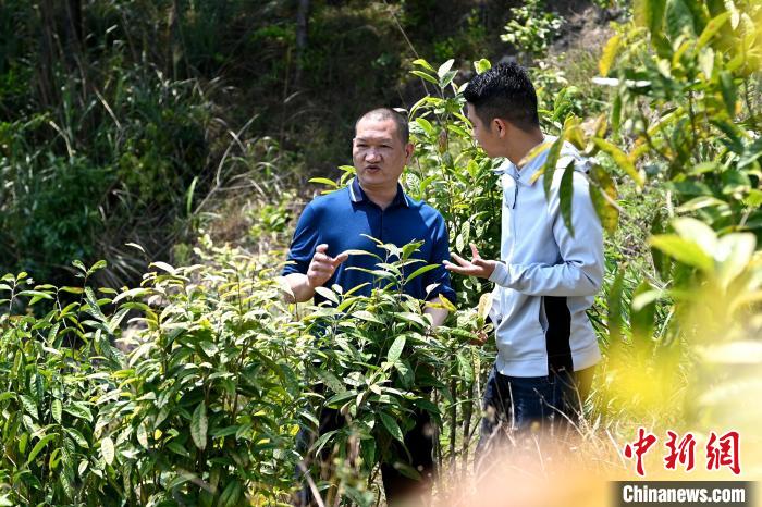 張高漢向參訪者介紹金花茶種植情況?！埥鸫?攝